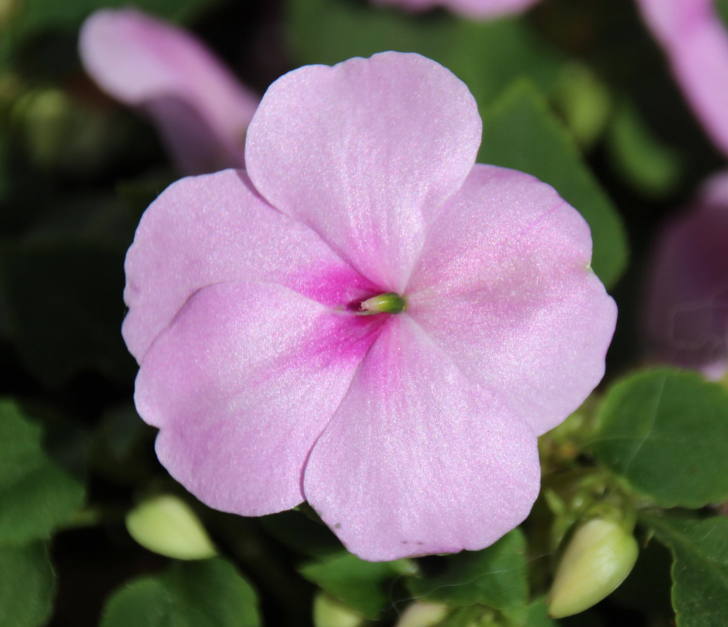 Pink Impatiens  100 Seeds  Impatiens walleriana