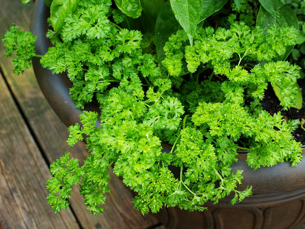 Curled parsley   100 Seeds   Petroselinum crispum
