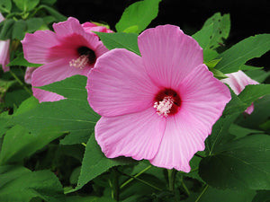 Rose Mallow  Wildflower  20 Seeds  Hibiscus moscheutos