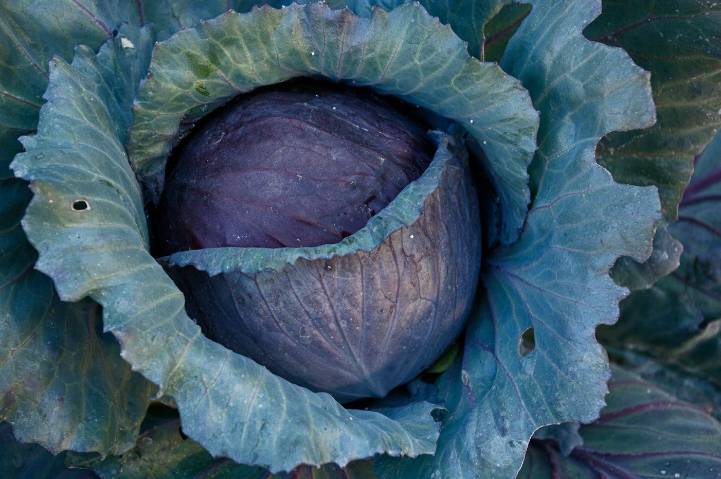 Red Cabbage   100 Seeds   Brassica oleracea