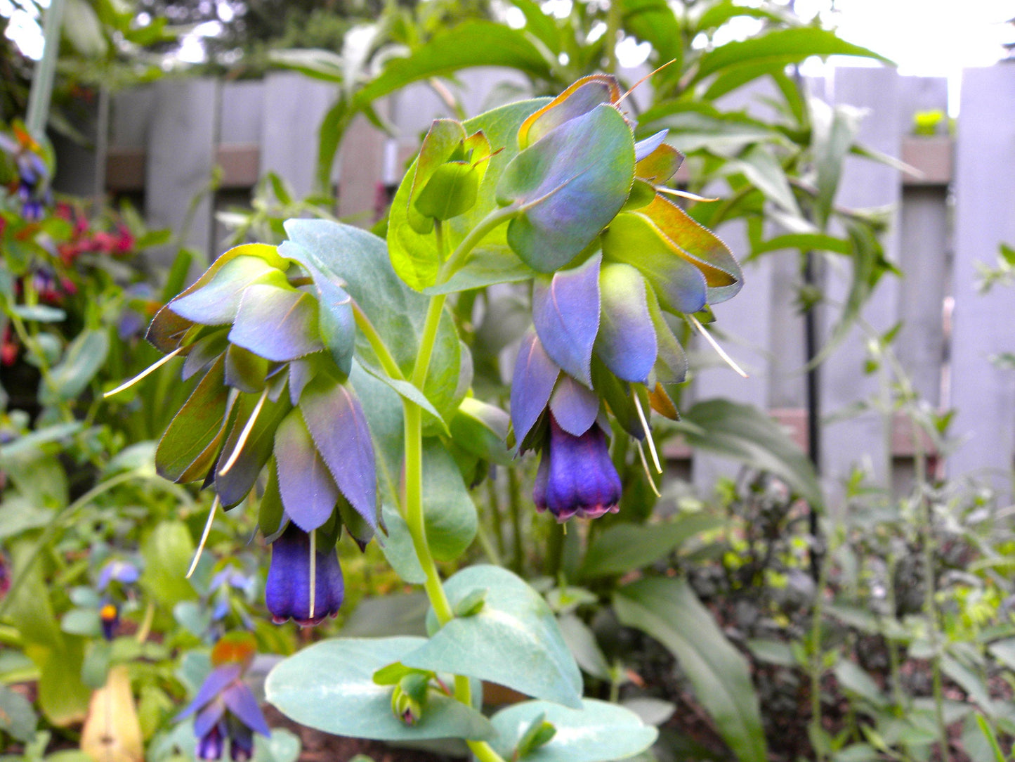 Blue Shrimp Plant Cerinthe major  500 Seeds