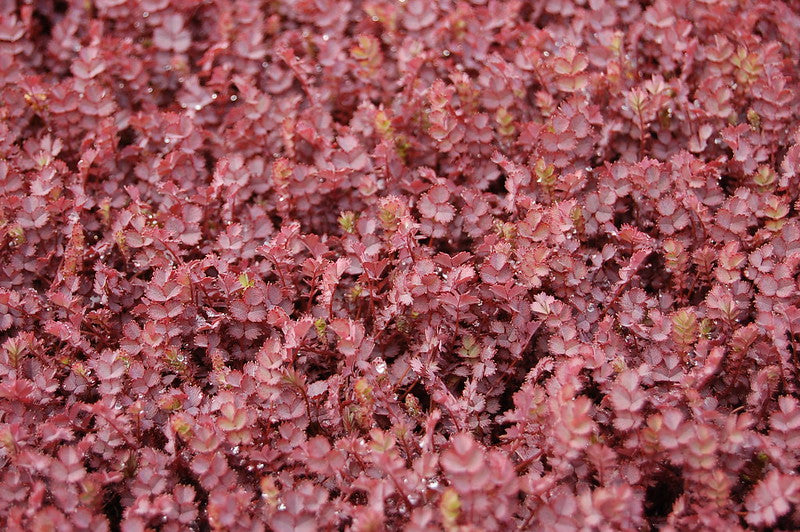 Purple Bidi-Bidi  20 Seeds  Acaena inermis ‘Purpurea’