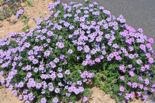 Prairie Verbena  25 Seeds  Glandularia bipinnatifida