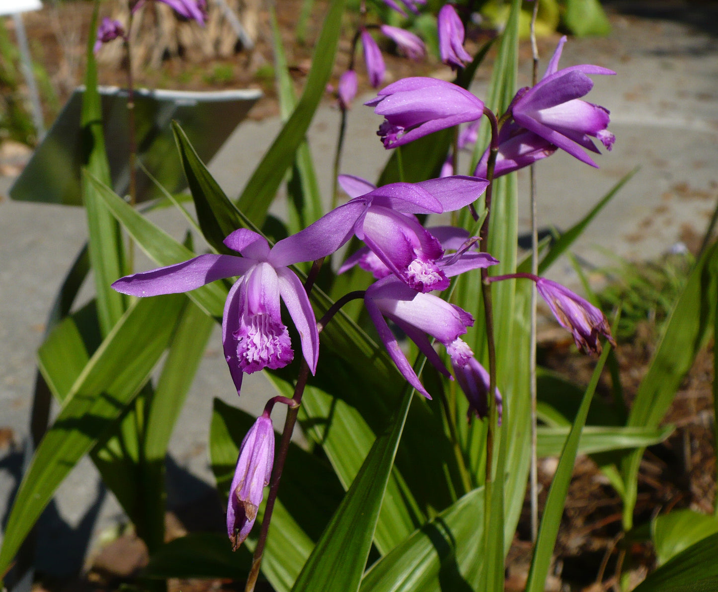 Hardy Ground Orchid  1000 Seeds  Bletilla striata