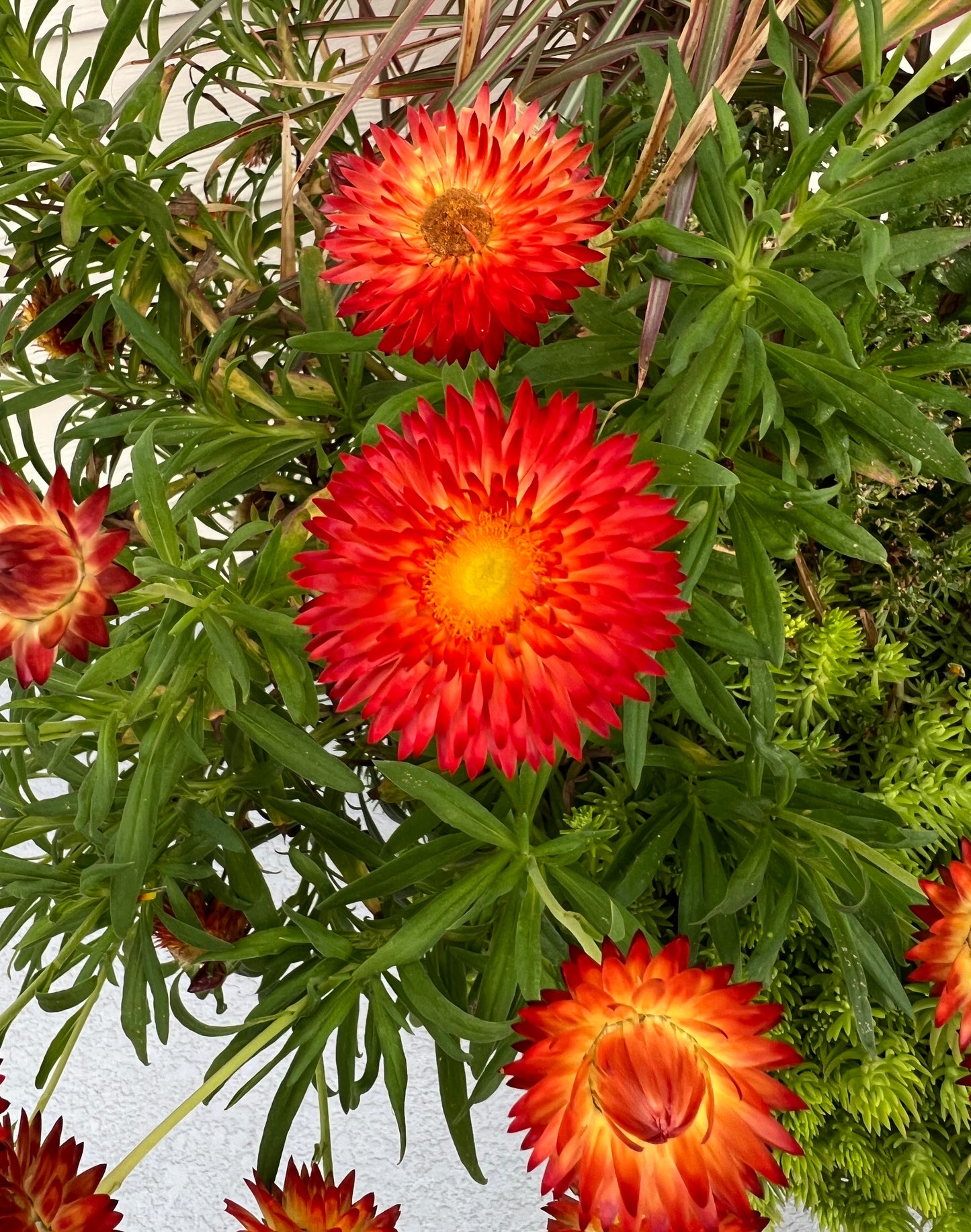 Red Strawflower  100 Seeds  Helichrysum bracteatum