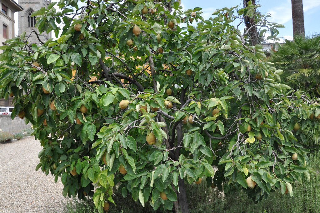 Quince  Chaenomeles oblonga  50 Seeds  USA Company