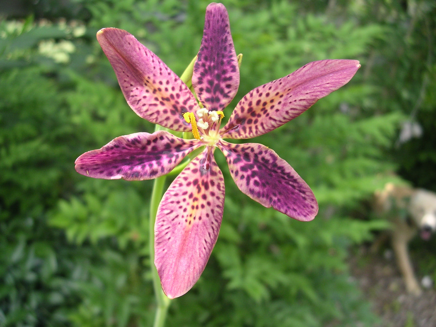 Candy Lily   10 Seeds   Pardancanda norrisii