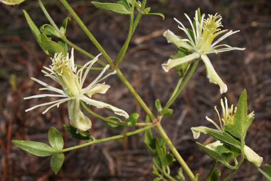 Texas Virgin’s Bower  5 Seeds  Clematis drummondii