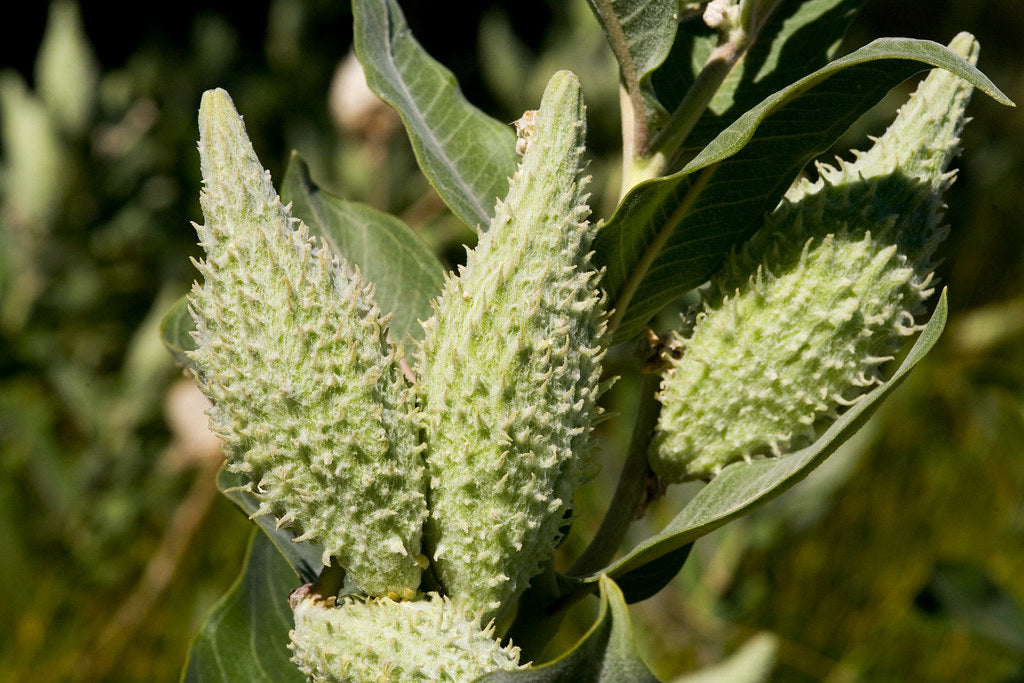 Showy Milkweed Asclepias speciosa 100 Seeds  USA Company