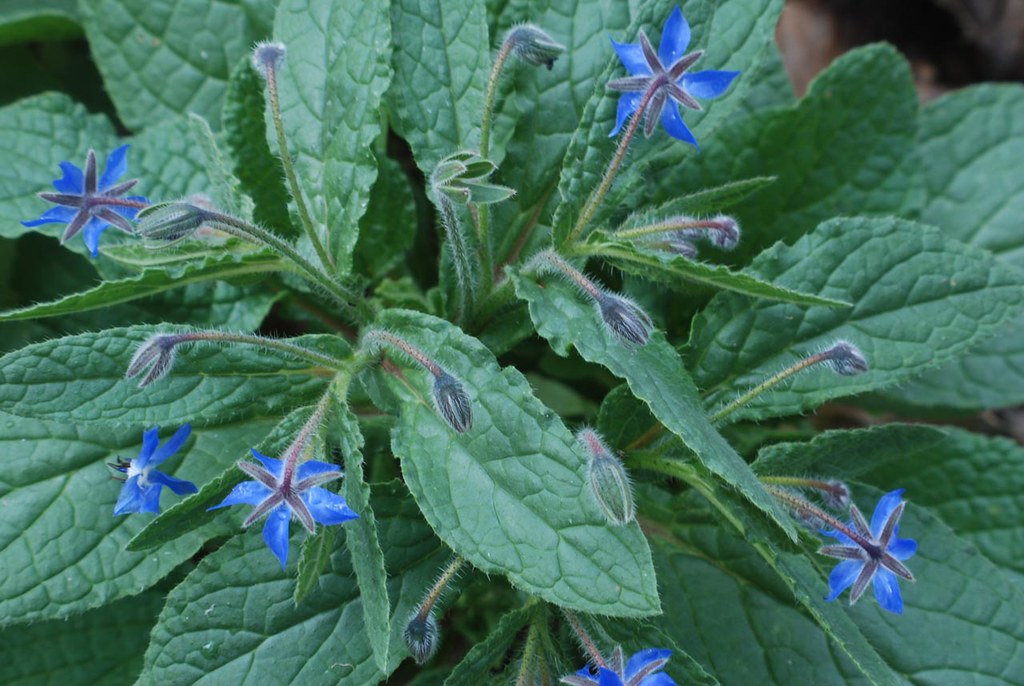 Borage  Starflower  140 Seeds  1/10 Oz  Borago officinalis