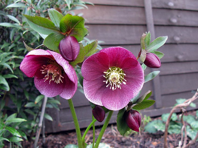 Lenton Rose 10 Seeds Helleboris orientalis – R&B Floridaseeds