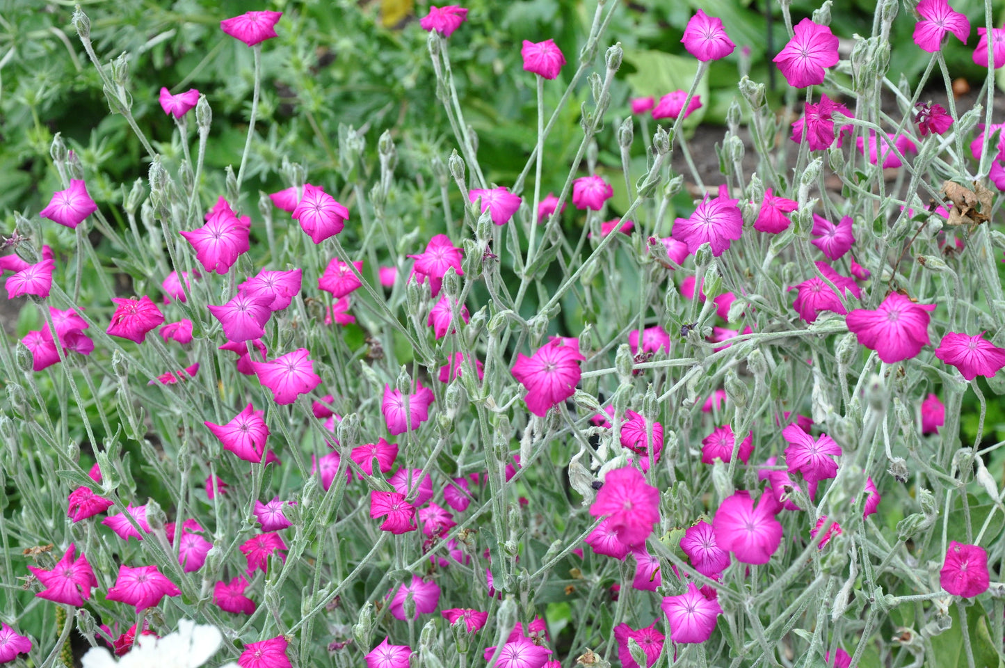 Rose Campion  100 Seeds  Lychnis coronaria