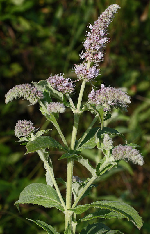 Catnip  100 Seeds  Nepeta cataria