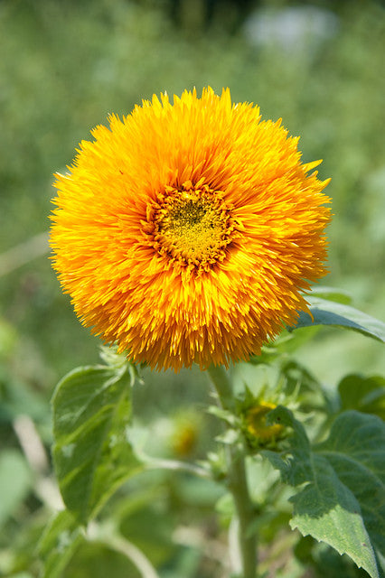 Giant Sungold Sunflower  100 Seeds  Helianthus Annuus