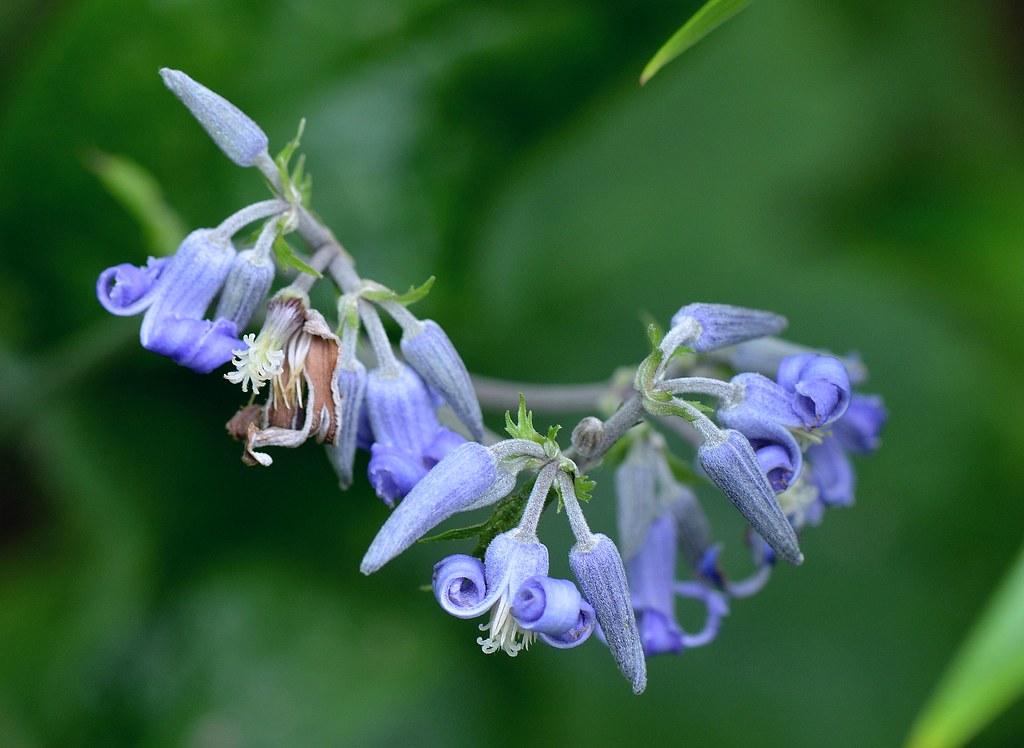 Japanese Clematis 20 Seeds Clematis stans  USA Company