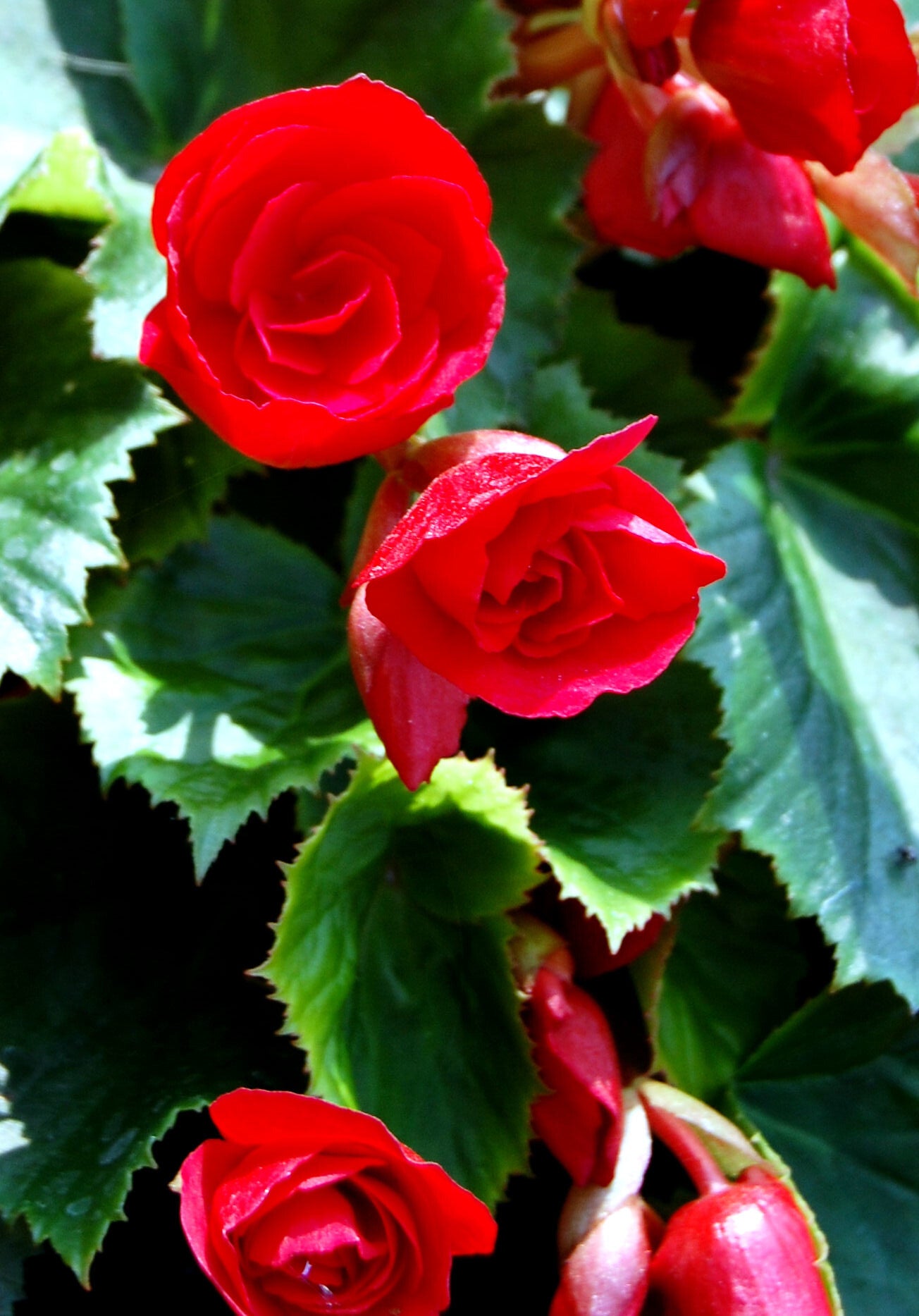 Red Begonia  25 Seeds  Begonia tuberhybrida