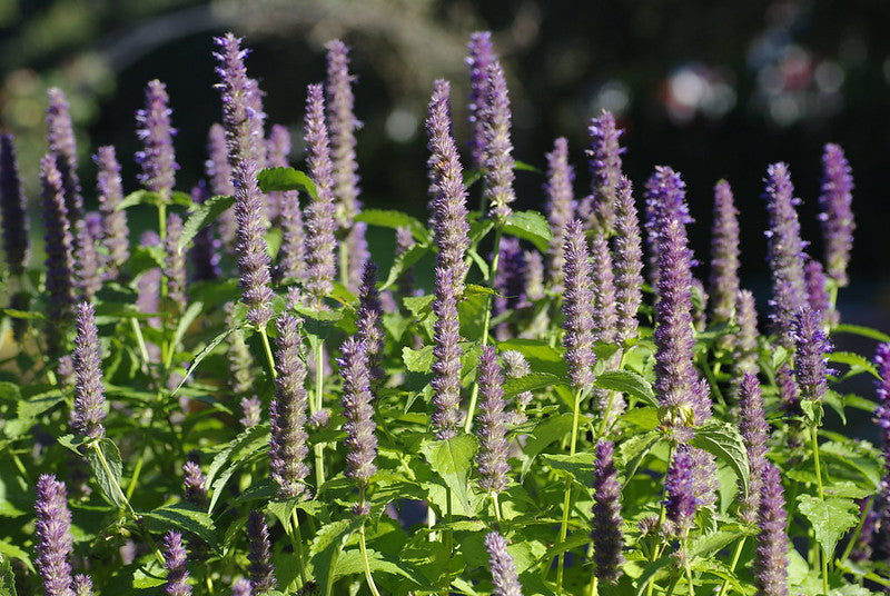 Anise Hyssop  100 Seeds  Agastache foeniculum