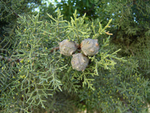 Load image into Gallery viewer, Italian Cypress cones for Crafts  10 Cones  Cupressus sempervirens