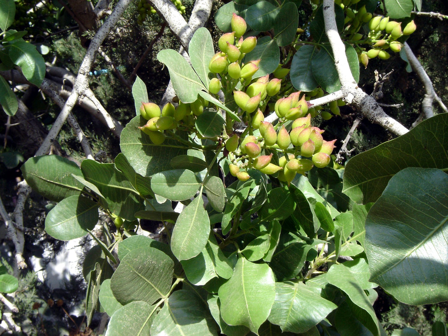 Pistachio  Pistacia vera  10 Seeds  USA Company