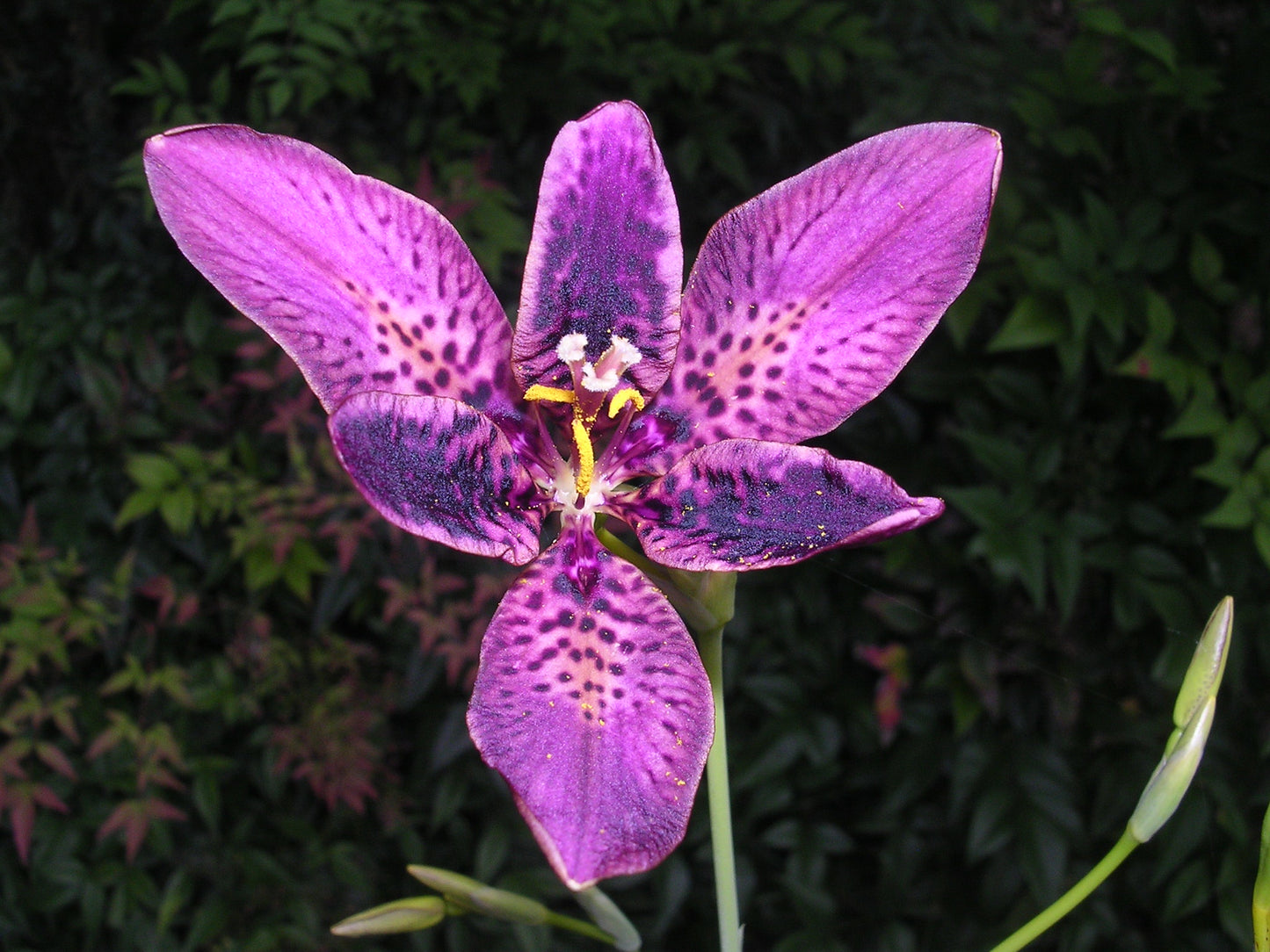 Candy Lily   10 Seeds   Pardancanda norrisii