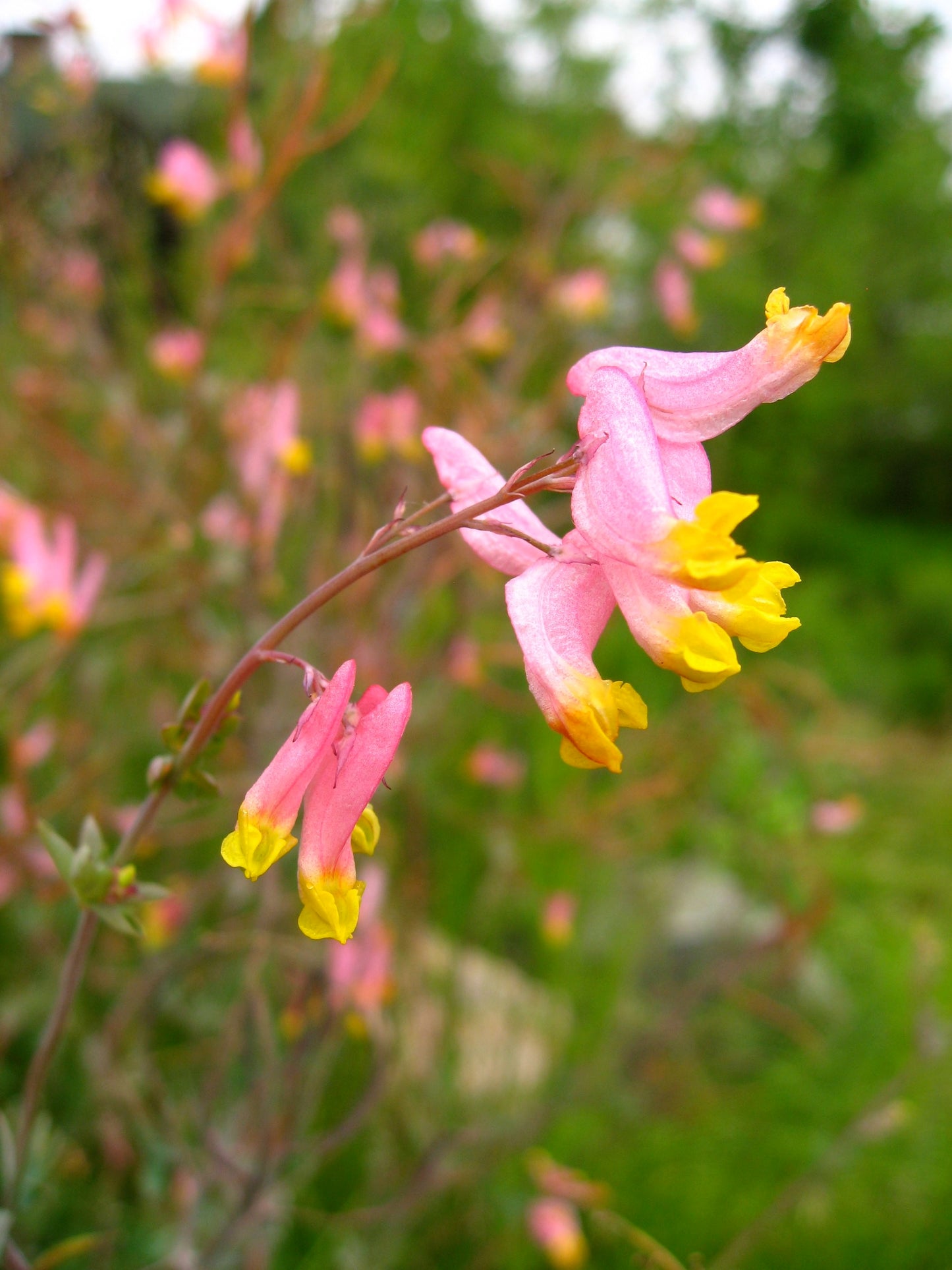 Pale Corydalis Harlequin Vine Corydalis sempervirens 500 Seeds  USA Company