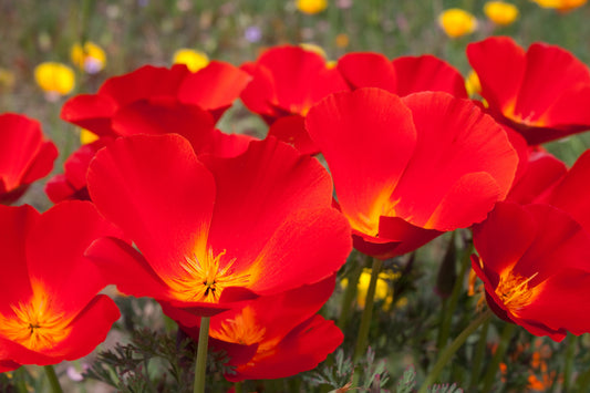 Red California Poppy  100 Seeds  Eschscholzia californica