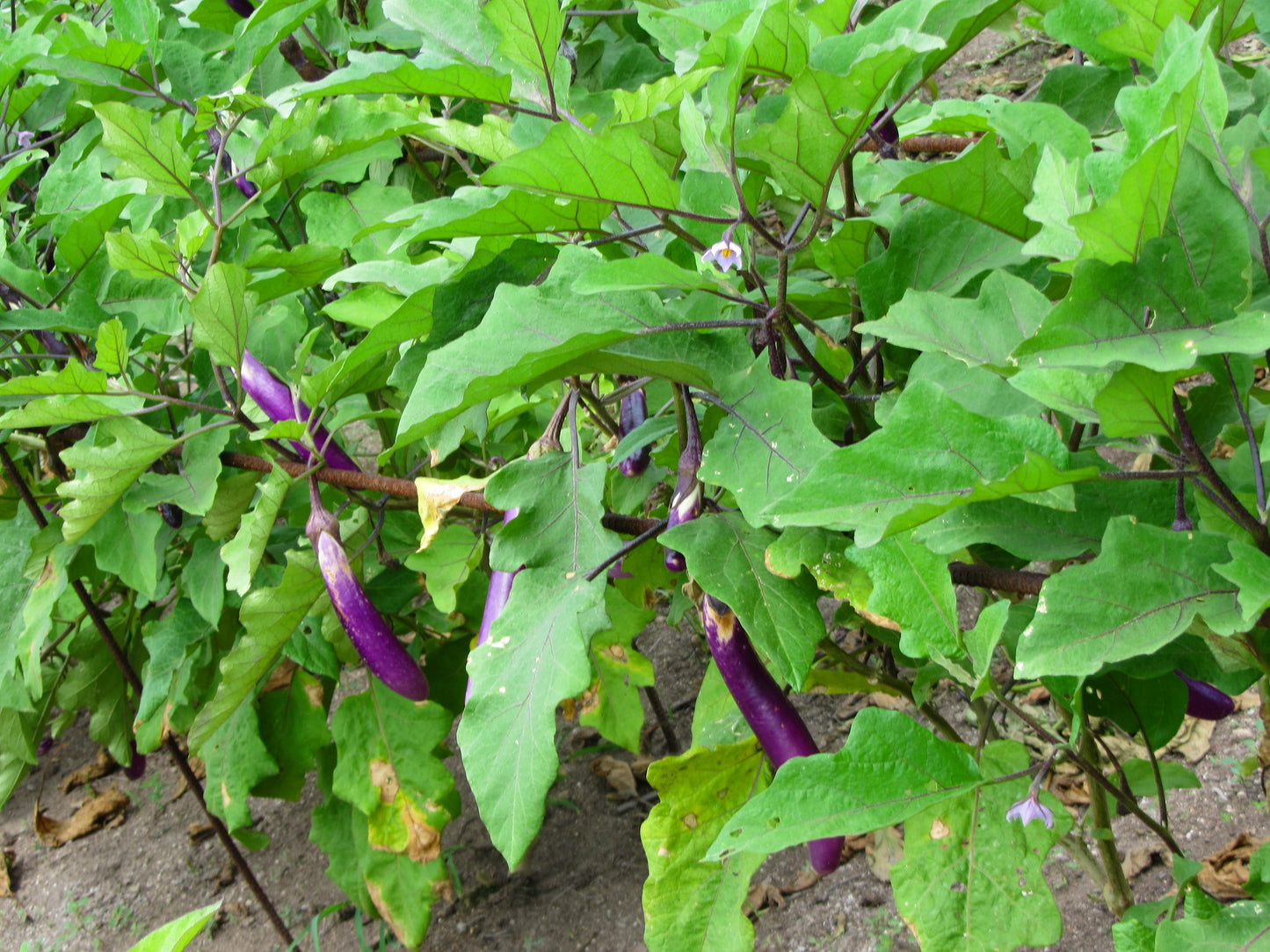 Long Purple Eggplant   100 Seeds   Solanum melongena