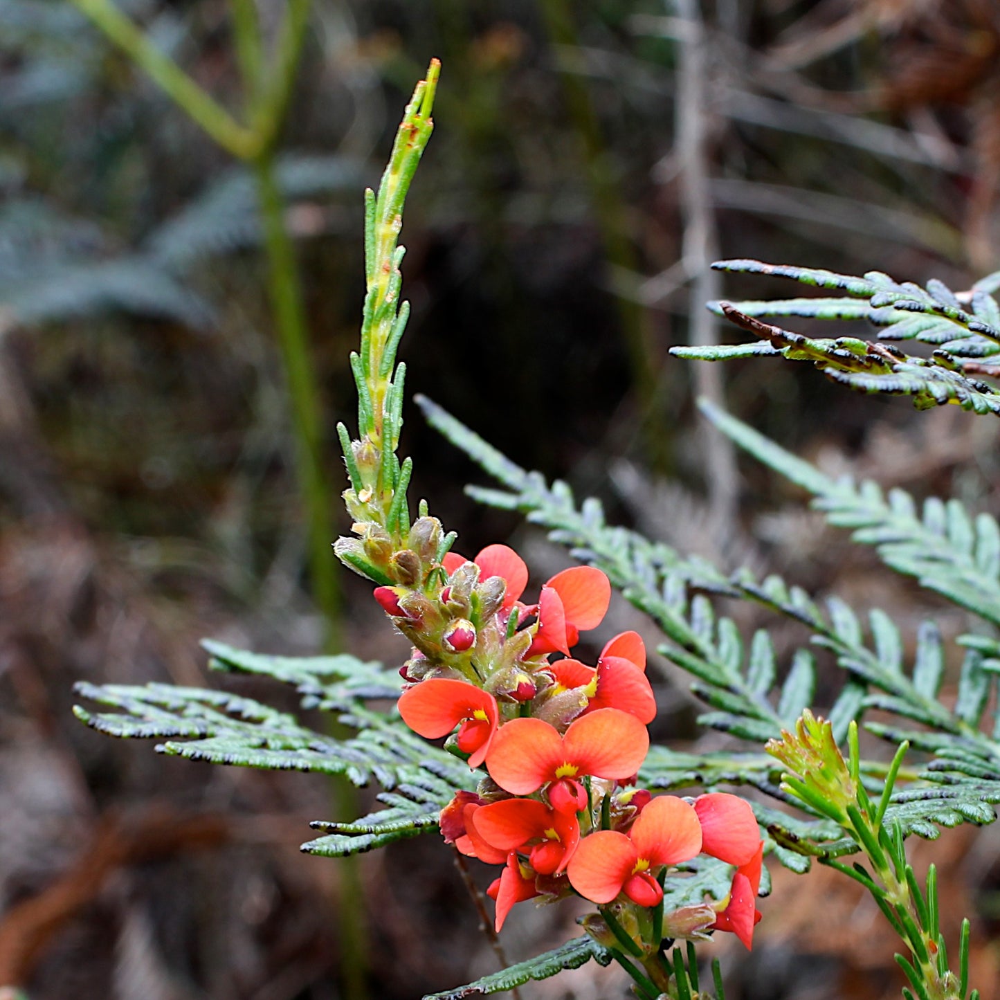 Showy Parrot-Pea   50 Seeds   Dillwynia sericea