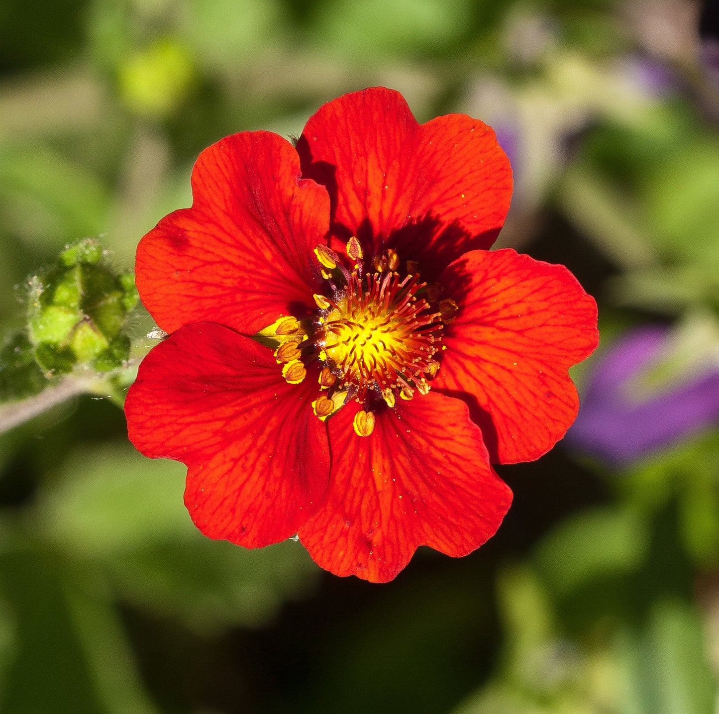 Ruby Cinquefoil  100 Seeds  Potentilla atrosanguinea