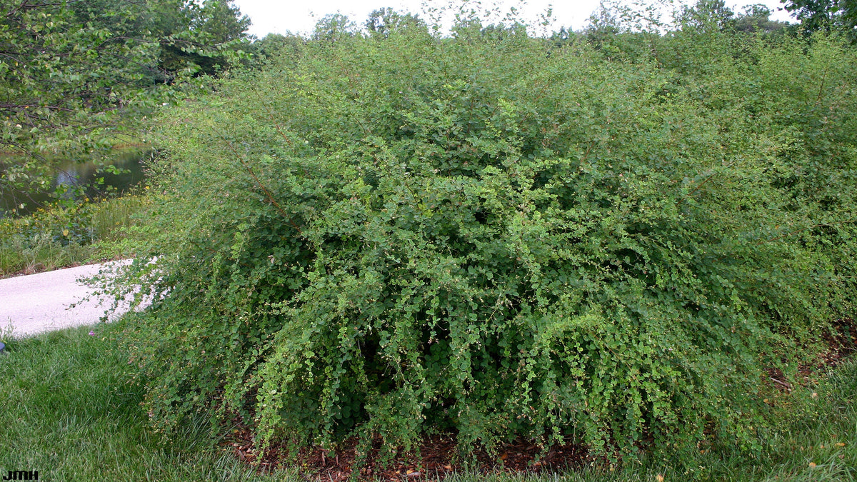 Lepedezza Bush Clover 20 Seeds Lespedeza bicolor – R&B Floridaseeds