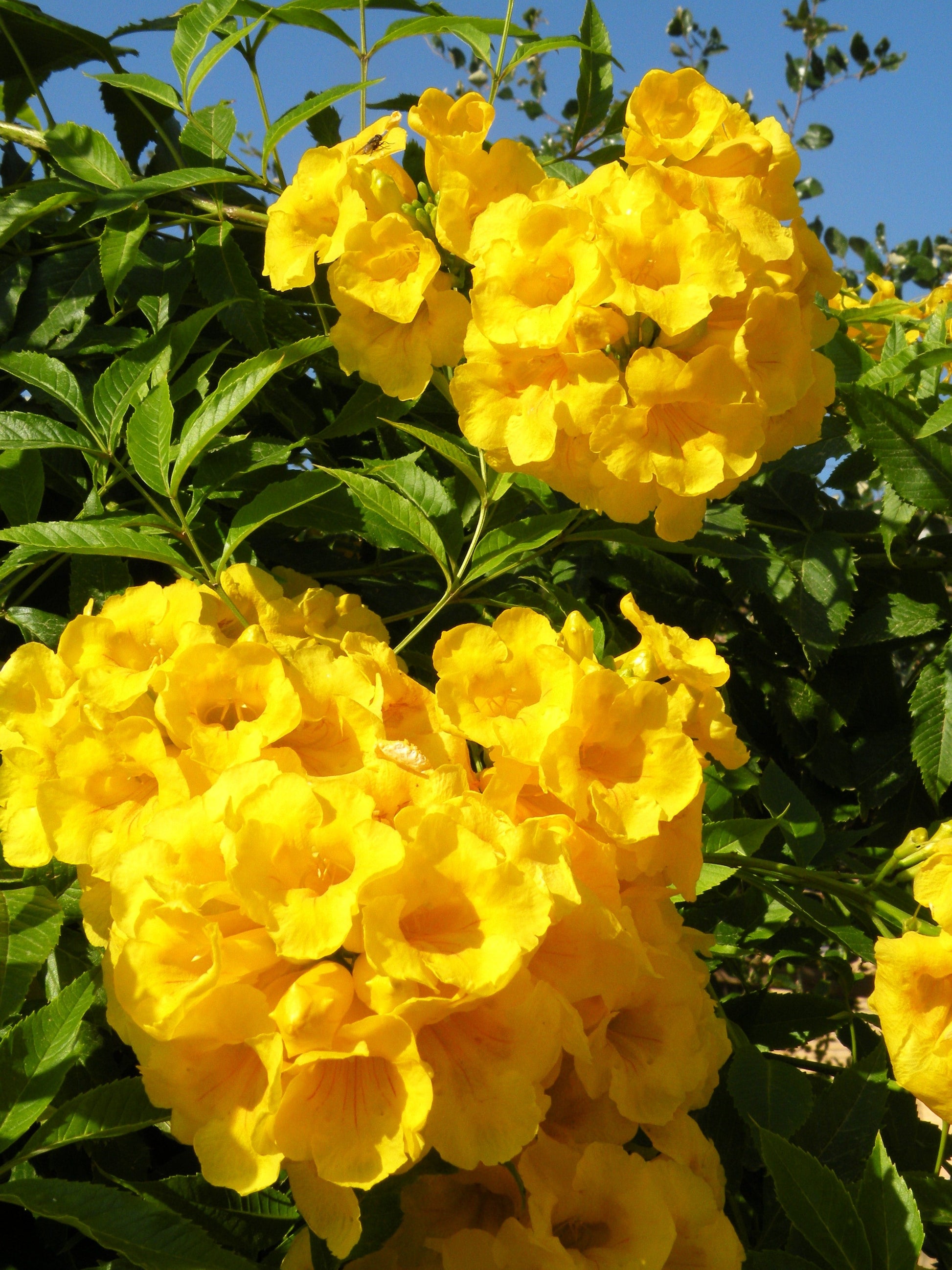 yellow bell flower seeds Yellow Bells Yellow Elder Tecoma stans 100 Seeds – R&B Floridaseeds