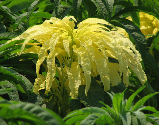 Yellow Amaranth   100 Seeds   Amaranthus tricolor