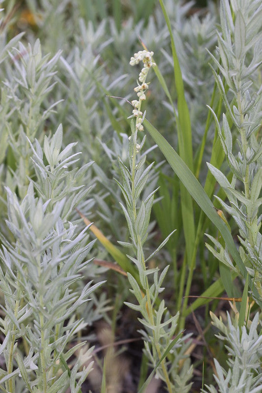 Prairie Sage  1/4 Oz Seeds  Artemisia ludoviciana