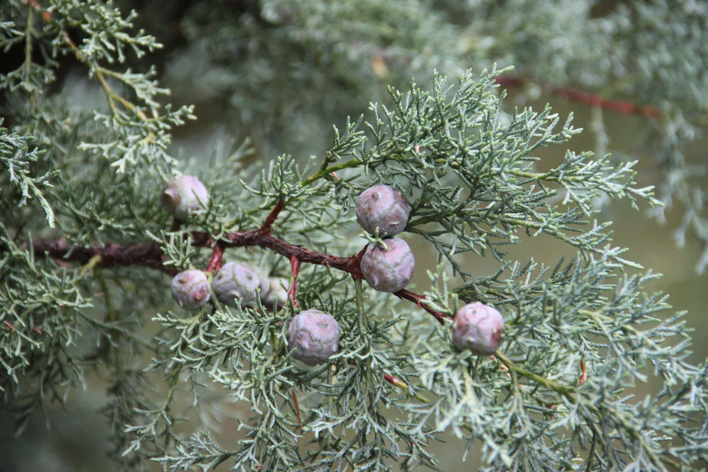 Himalayan Cypress Cupressus torulosa  200 Seeds  USA Company