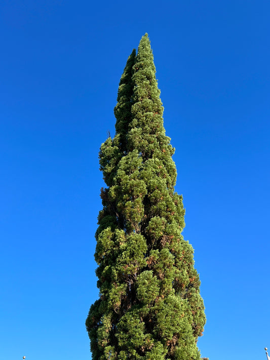 Italian Cypress Cupressus sempervirens 500 Seeds  USA Company