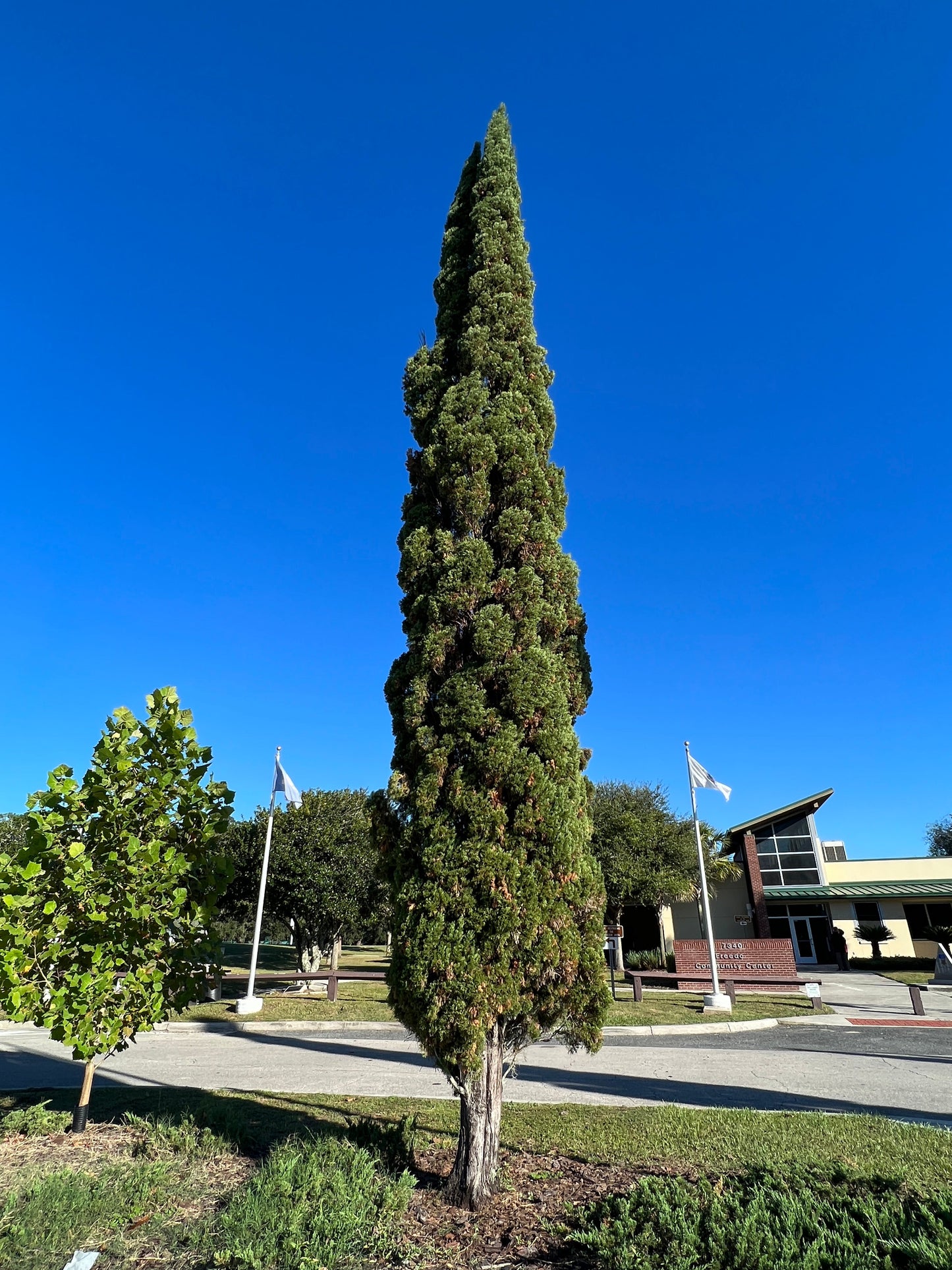 Italian Cypress Cupressus sempervirens 500 Seeds  USA Company