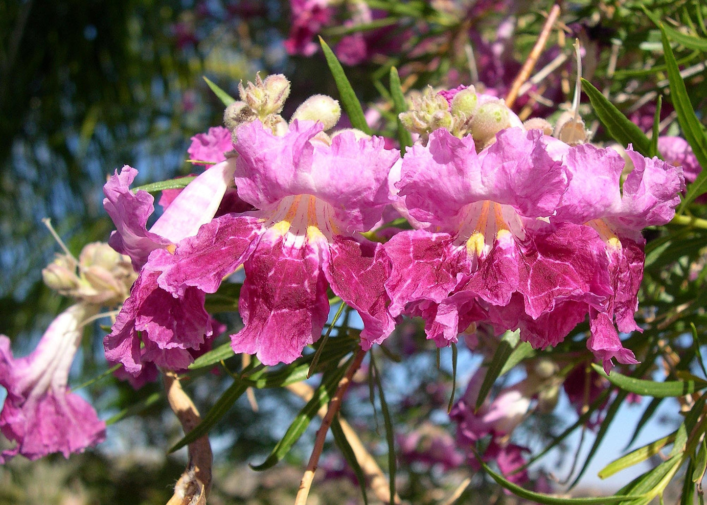 Desert Willow  450 Seeds  1/10 Oz  Chilopsis linearis  USA Company