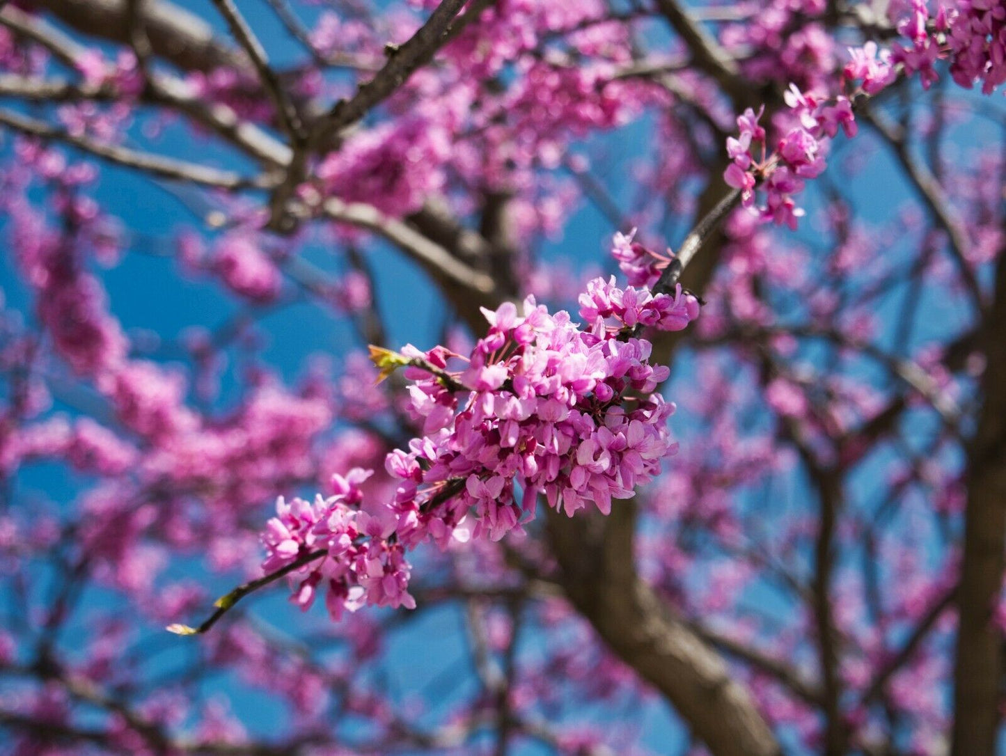 Eastern Redbud Cercis canadensis 500 Seeds  USA Company