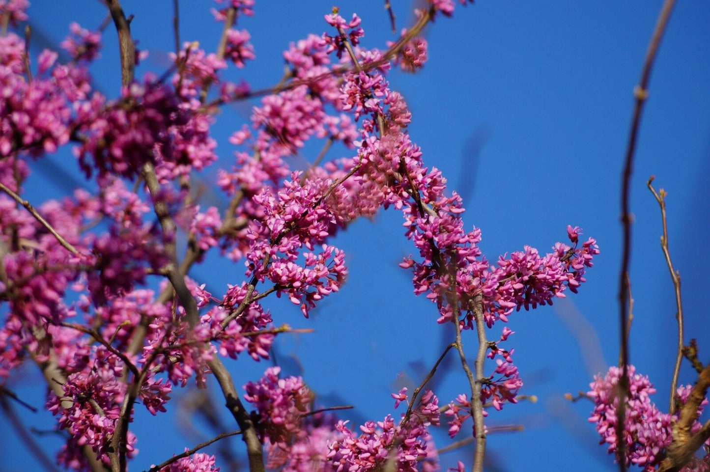 Eastern Redbud Cercis canadensis 500 Seeds  USA Company