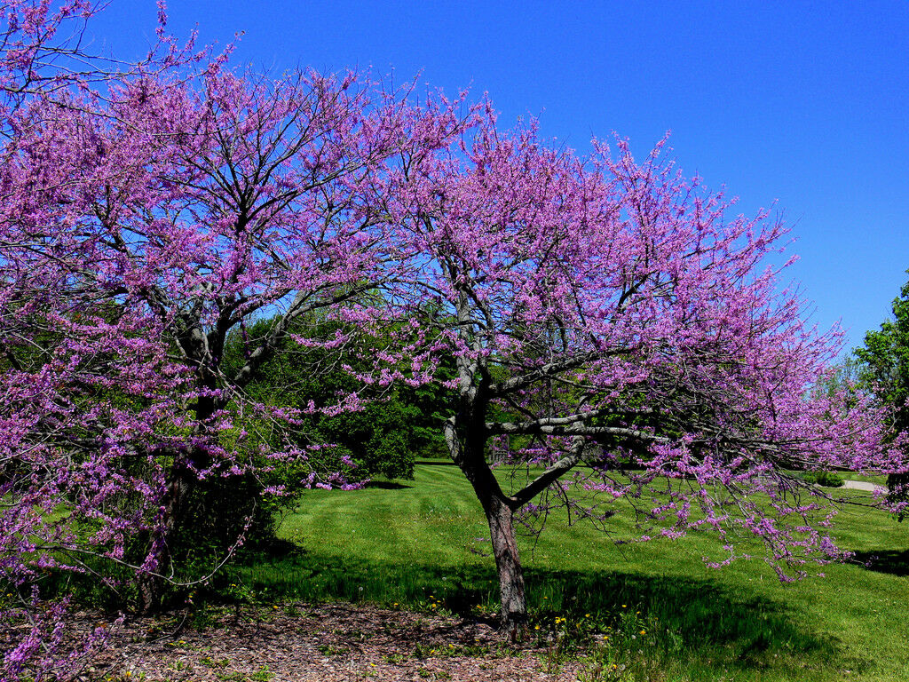 Eastern Redbud Cercis canadensis 500 Seeds  USA Company