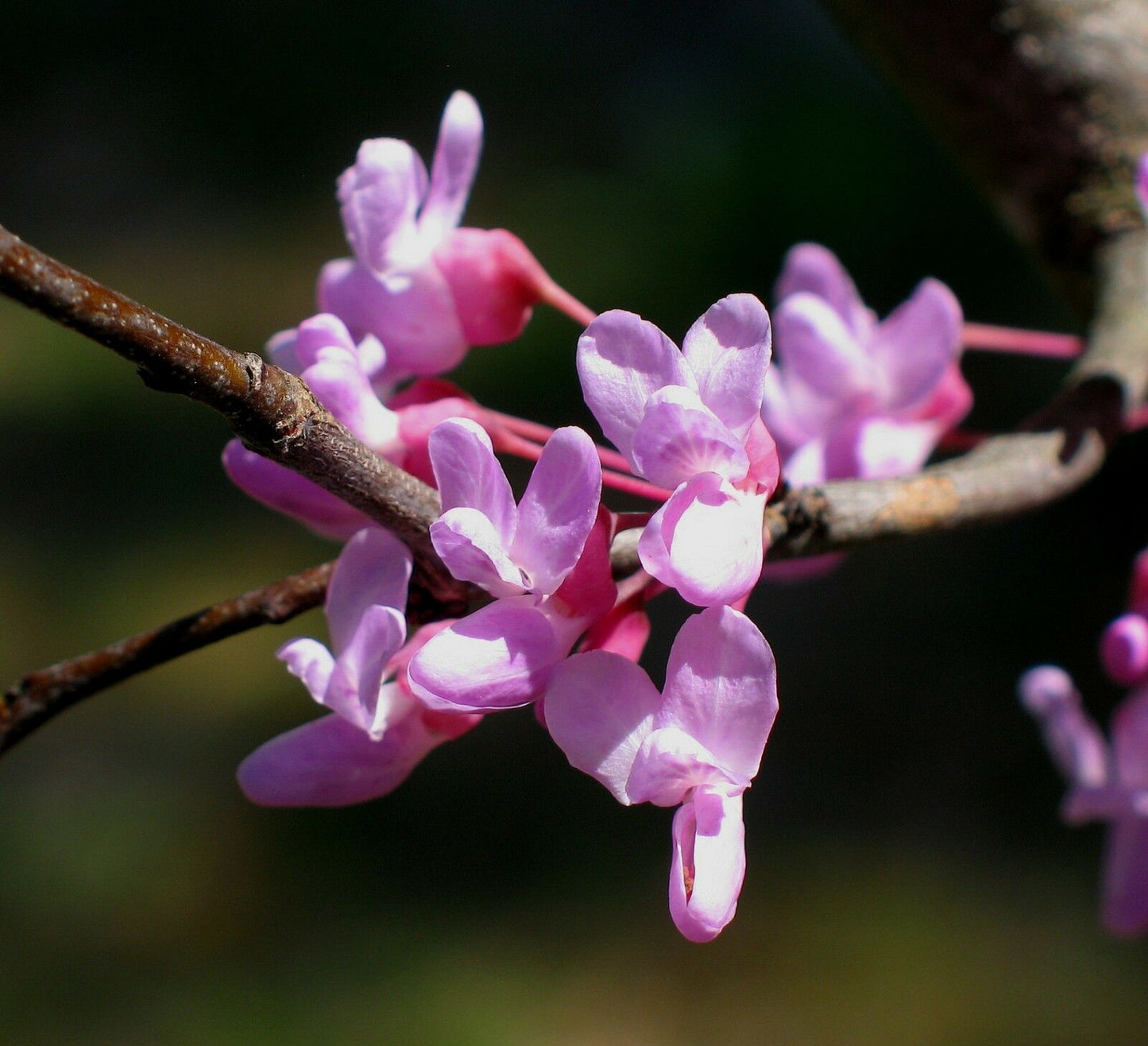 Eastern Redbud Cercis canadensis 500 Seeds  USA Company