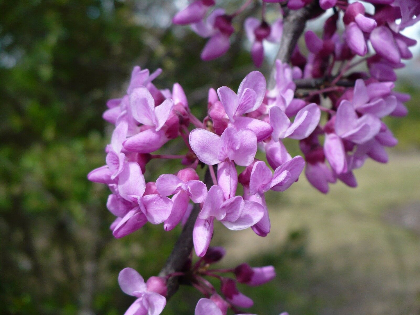 Eastern Redbud Cercis canadensis 500 Seeds  USA Company