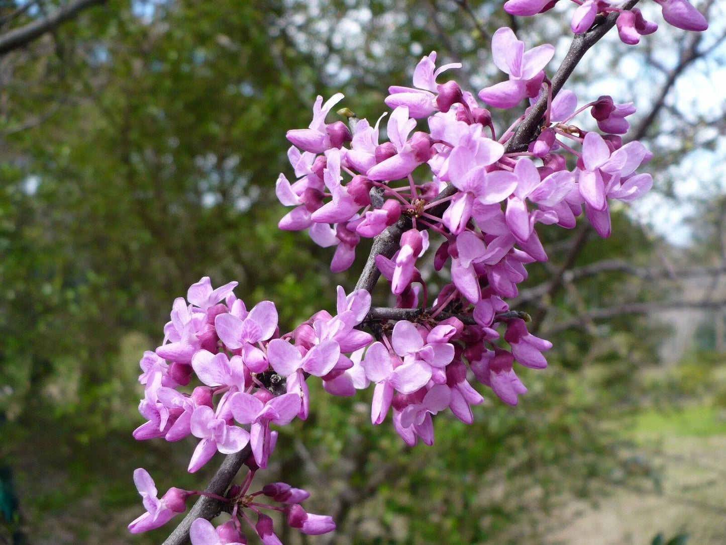 Eastern Redbud Cercis canadensis 500 Seeds  USA Company