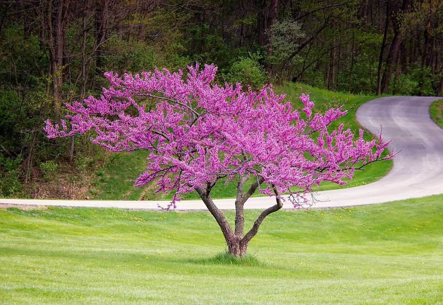 Eastern Redbud Cercis canadensis 500 Seeds  USA Company