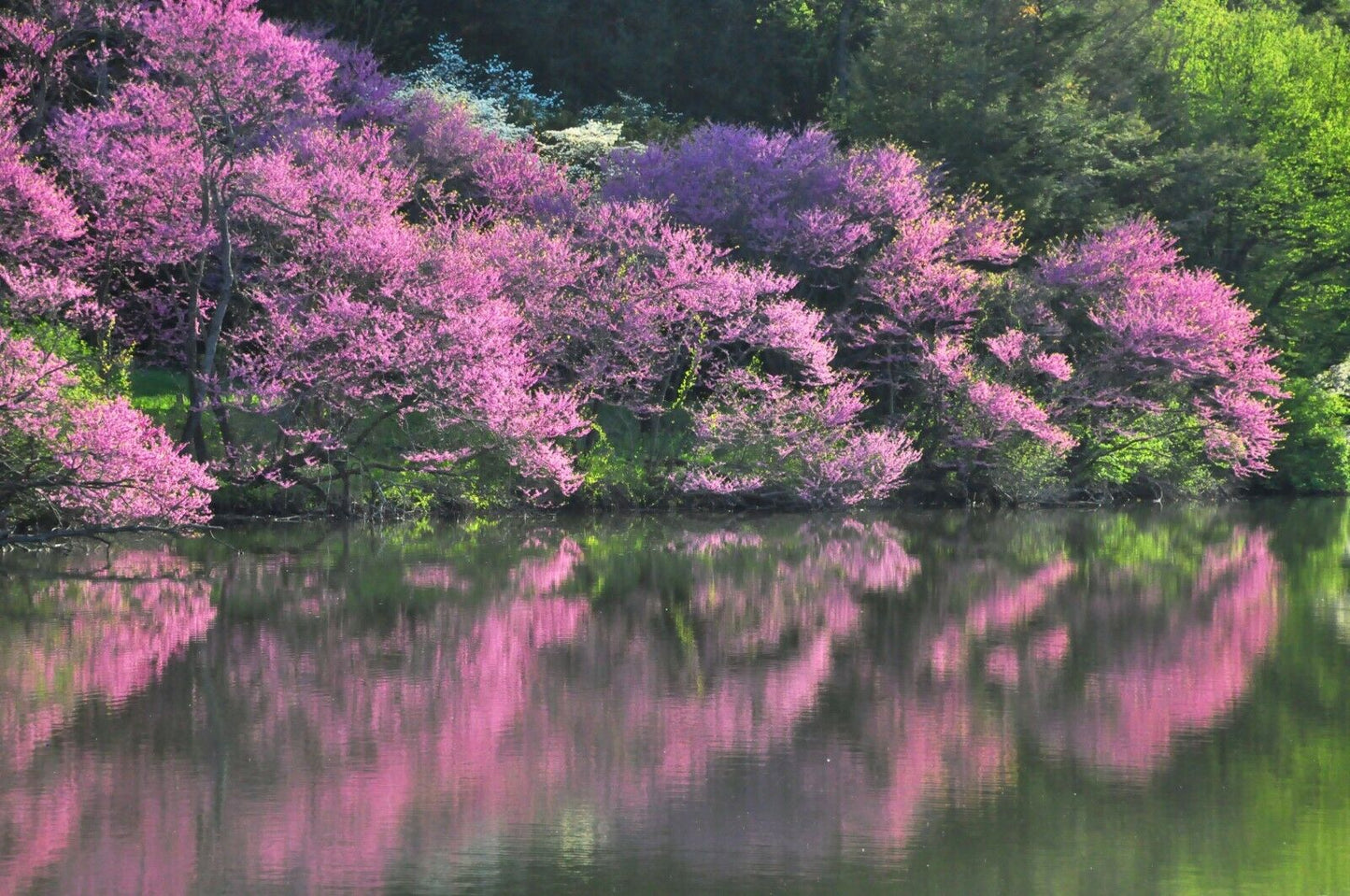 Eastern Redbud Cercis canadensis 500 Seeds  USA Company