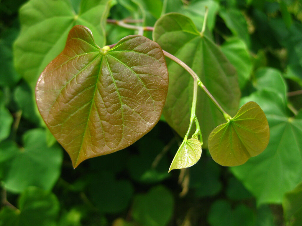 Eastern Redbud Cercis canadensis 500 Seeds  USA Company