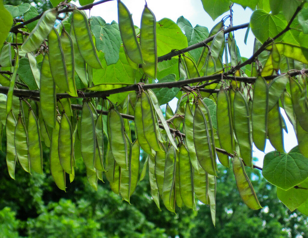 Eastern Redbud Cercis canadensis 500 Seeds  USA Company