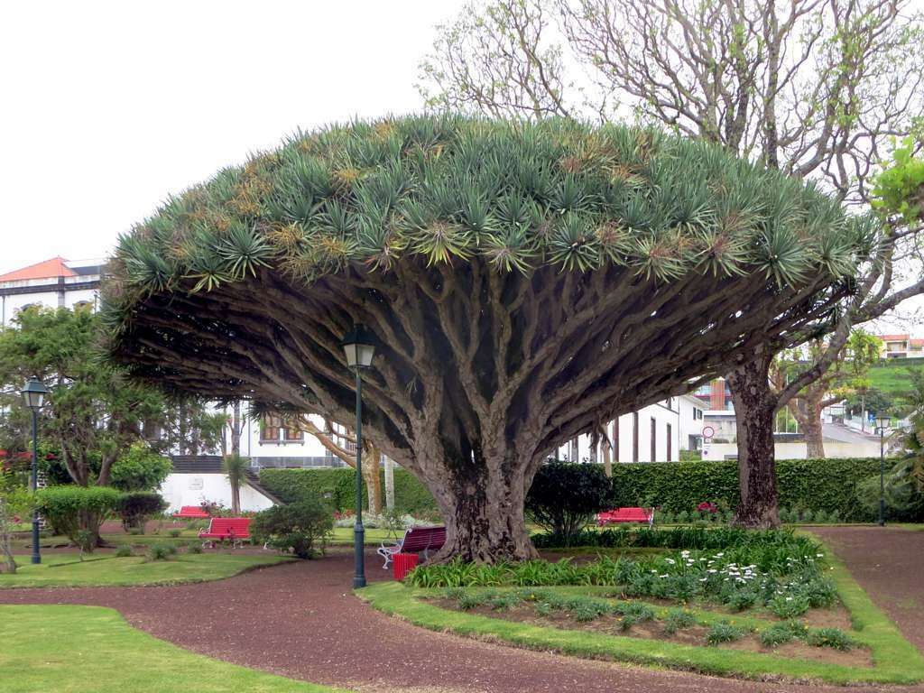 Dragon Tree Dracaena draco 100 Seeds  USA Company