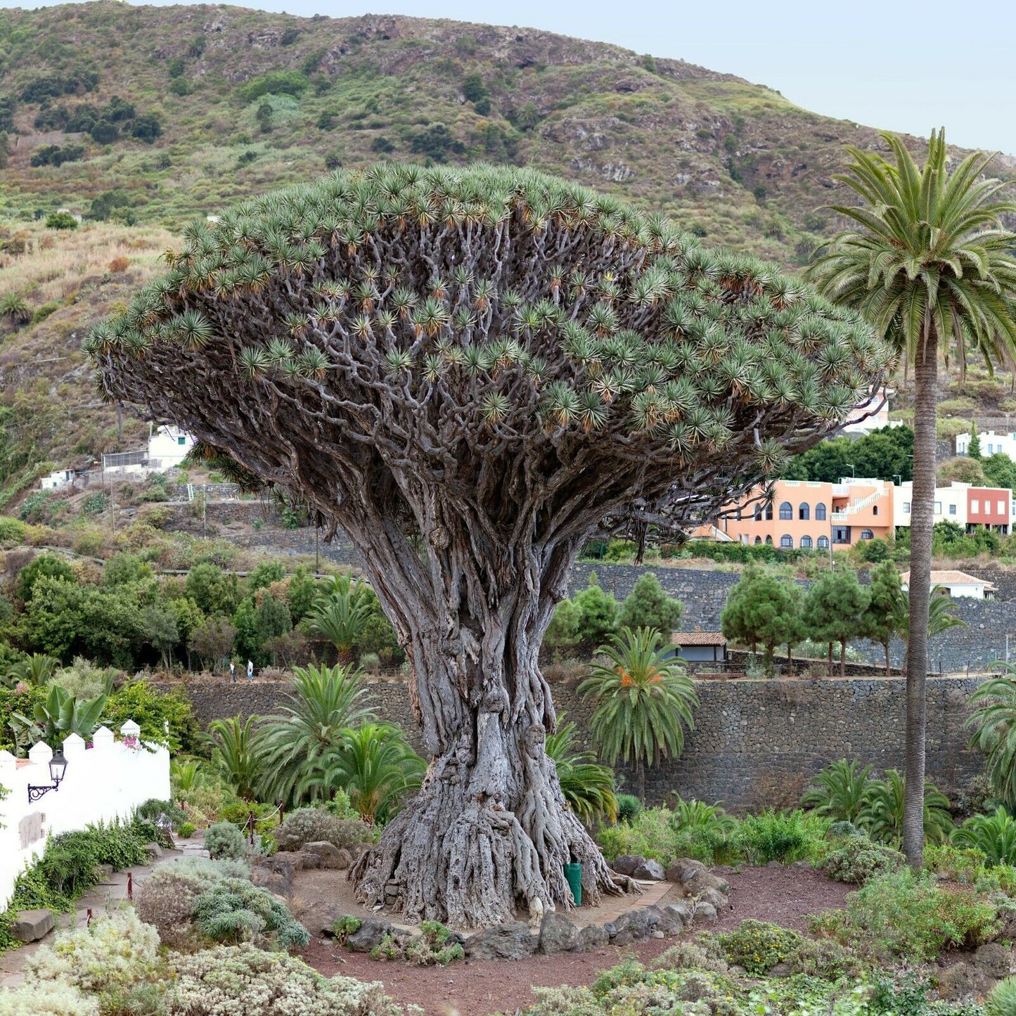 Dragon Tree Dracaena draco 100 Seeds  USA Company