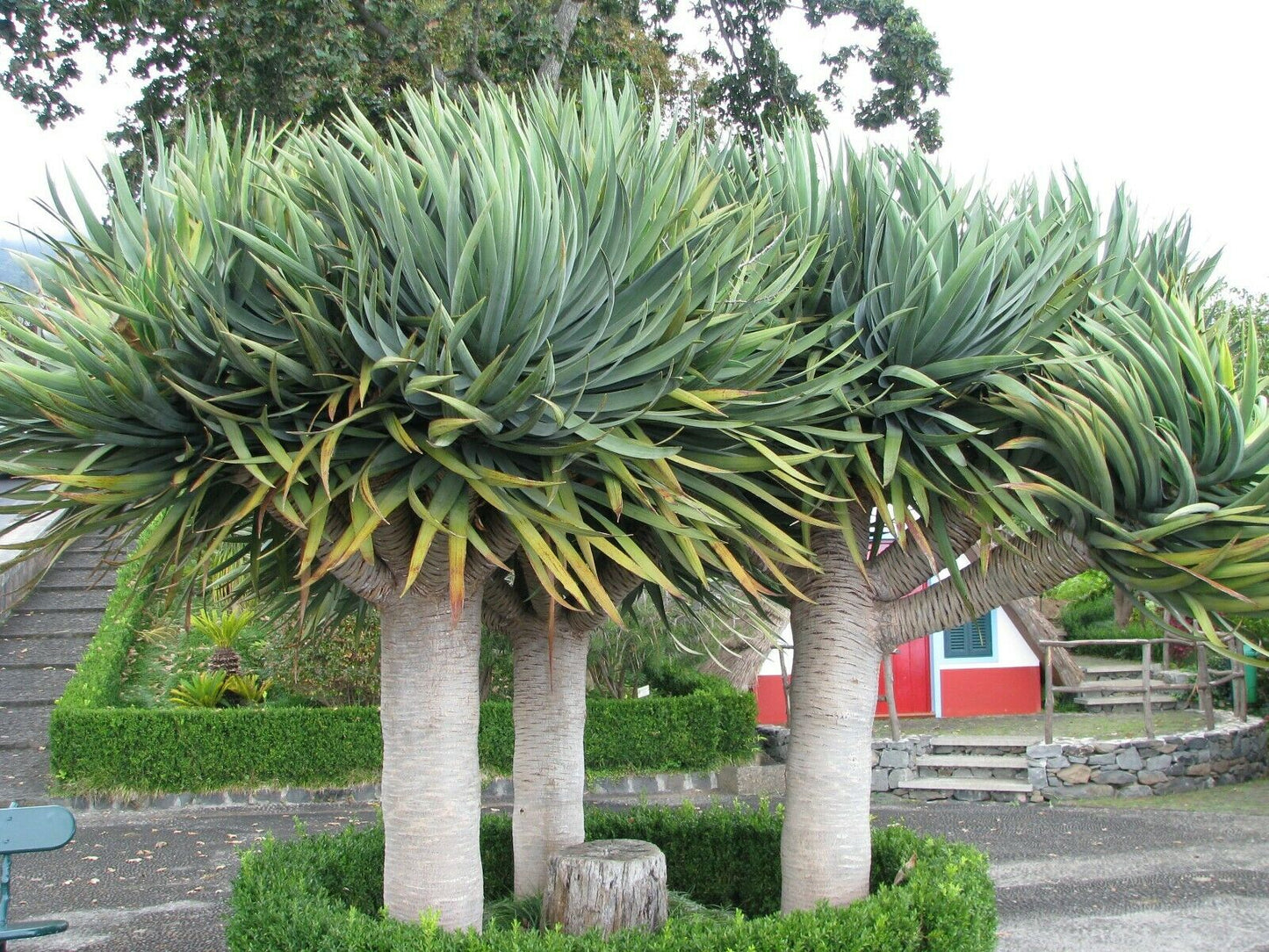 Dragon Tree Dracaena draco 100 Seeds  USA Company